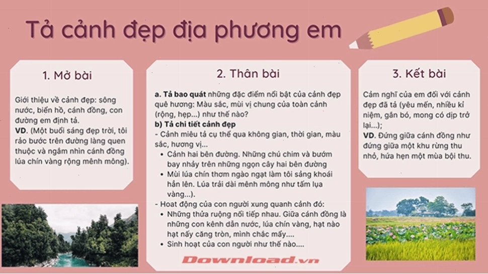 Cánh đồng lúa chín vàng rực rỡ dưới ánh nắng
