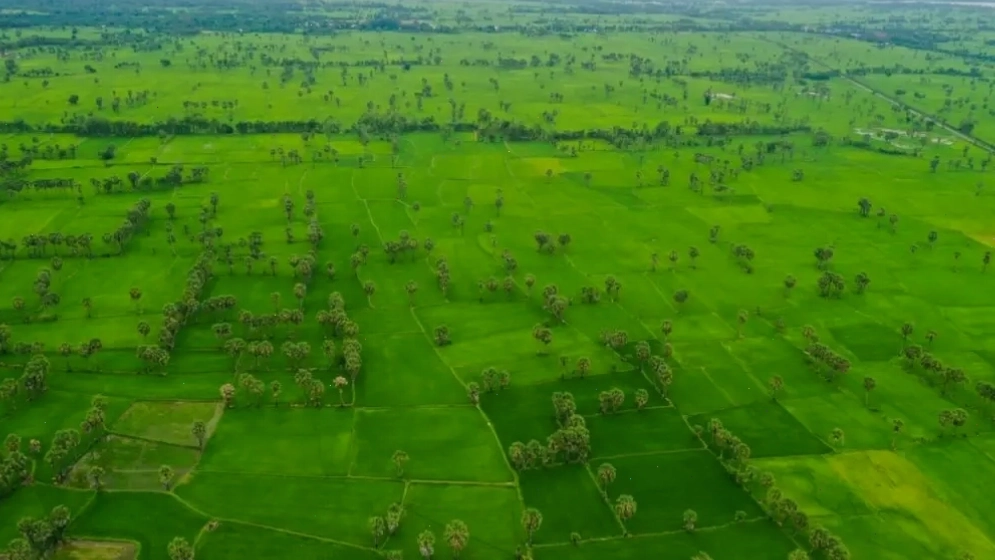 Cánh đồng thốt nốt An Giang mang vẻ đẹp thơ mộng đặc trưng