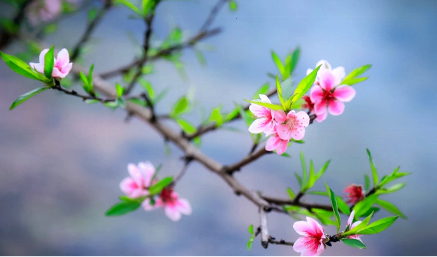 Cành hoa đào khoe sắc thắm trên nền trời xanh