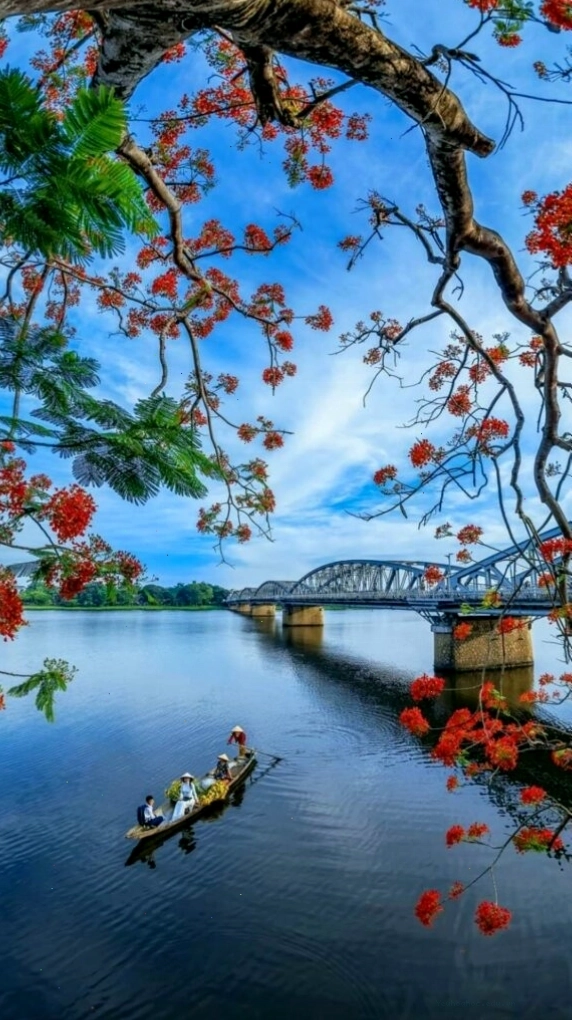 Cành hoa đỏ rực rỡ soi bóng xuống mặt hồ sông Hương yên ả