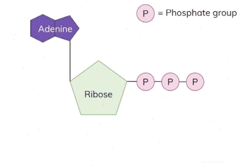 Cấu trúc phân tử ATP biểu thị các liên kết năng lượng cao