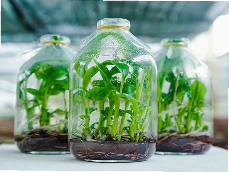 Cây con mọc từ lá cây