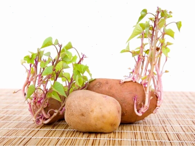 Cây con phát triển từ thân của cây mẹ