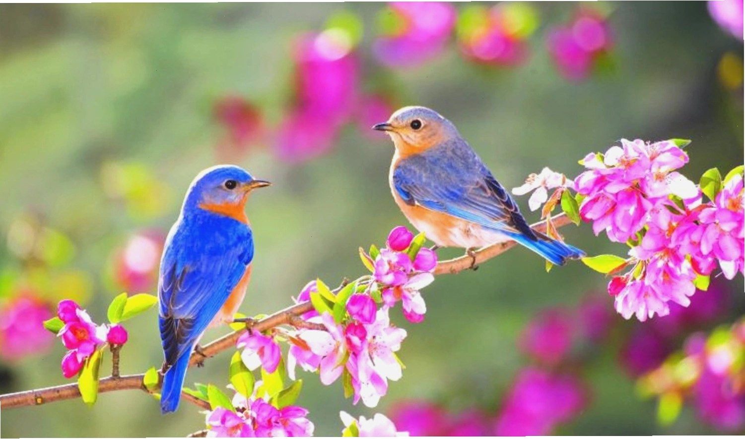 Chim én đậu trên cành đào khoe sắc