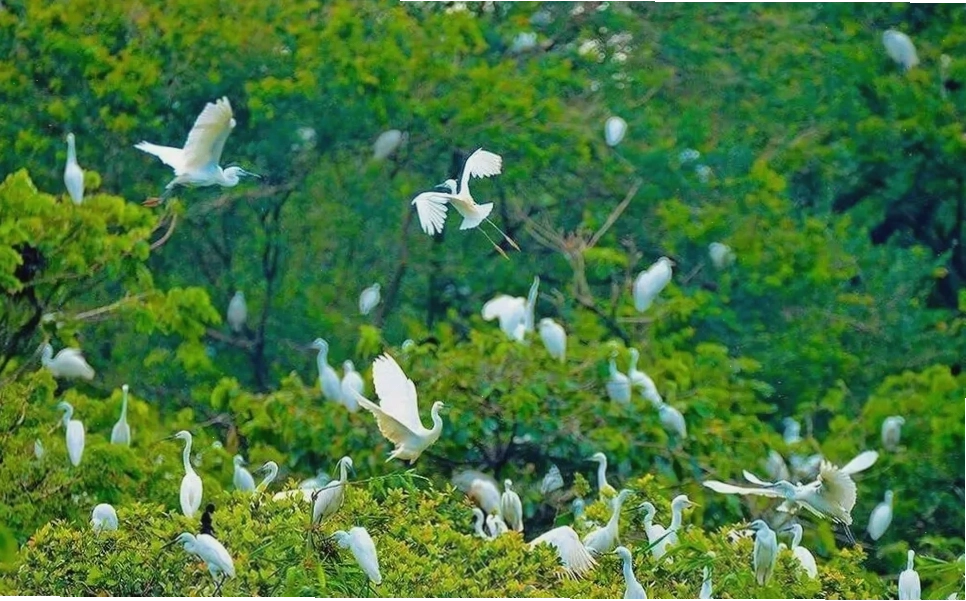 Đàn cò trắng bay lượn tại Vườn cò Tân Long