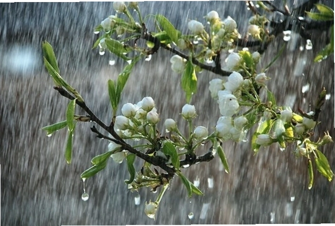 Hiện tượng mưa rơi xuống mặt đất