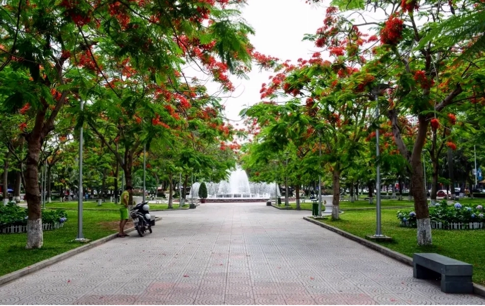 Hoa phượng đỏ rực rỡ tại Hải Phòng
