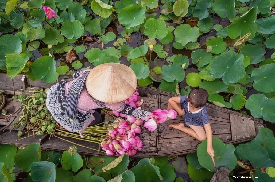 Hoa sen hồng khoe sắc trên cánh đồng