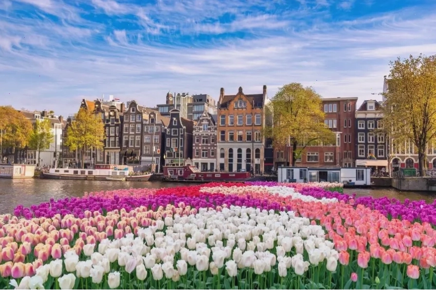 Hoa Tulip khoe sắc kiêu kỳ