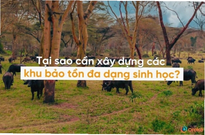 Khu bảo tồn đa dạng sinh học là nơi bảo vệ các loài sinh vật và môi trường sống của chúng