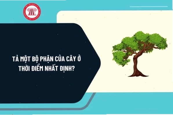 Minh họa các thành phần cấu tạo của cây