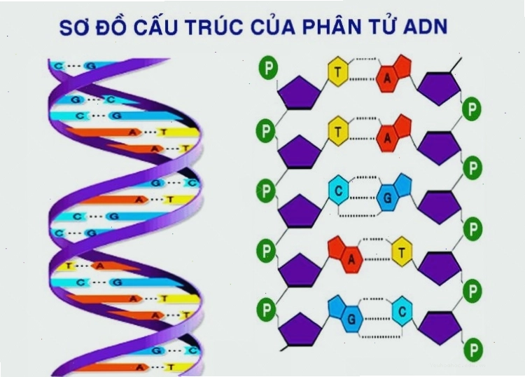 Minh họa cấu trúc nguyên tử và ion
