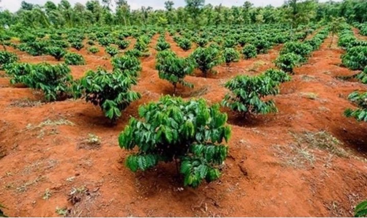Minh họa đất Feralit với màu đỏ vàng rực rỡ dưới ánh nắng