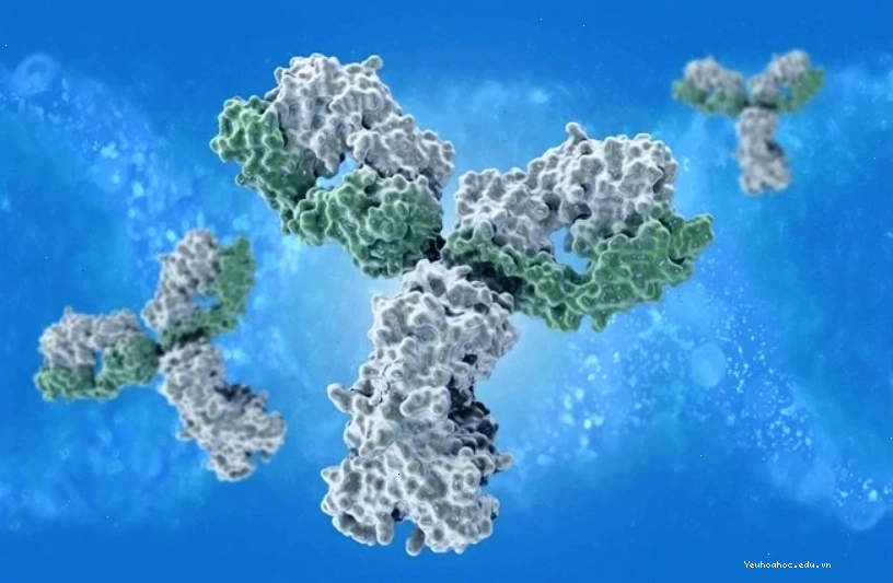 Minh họa sự khác biệt giữa cấu trúc epitope và paratope