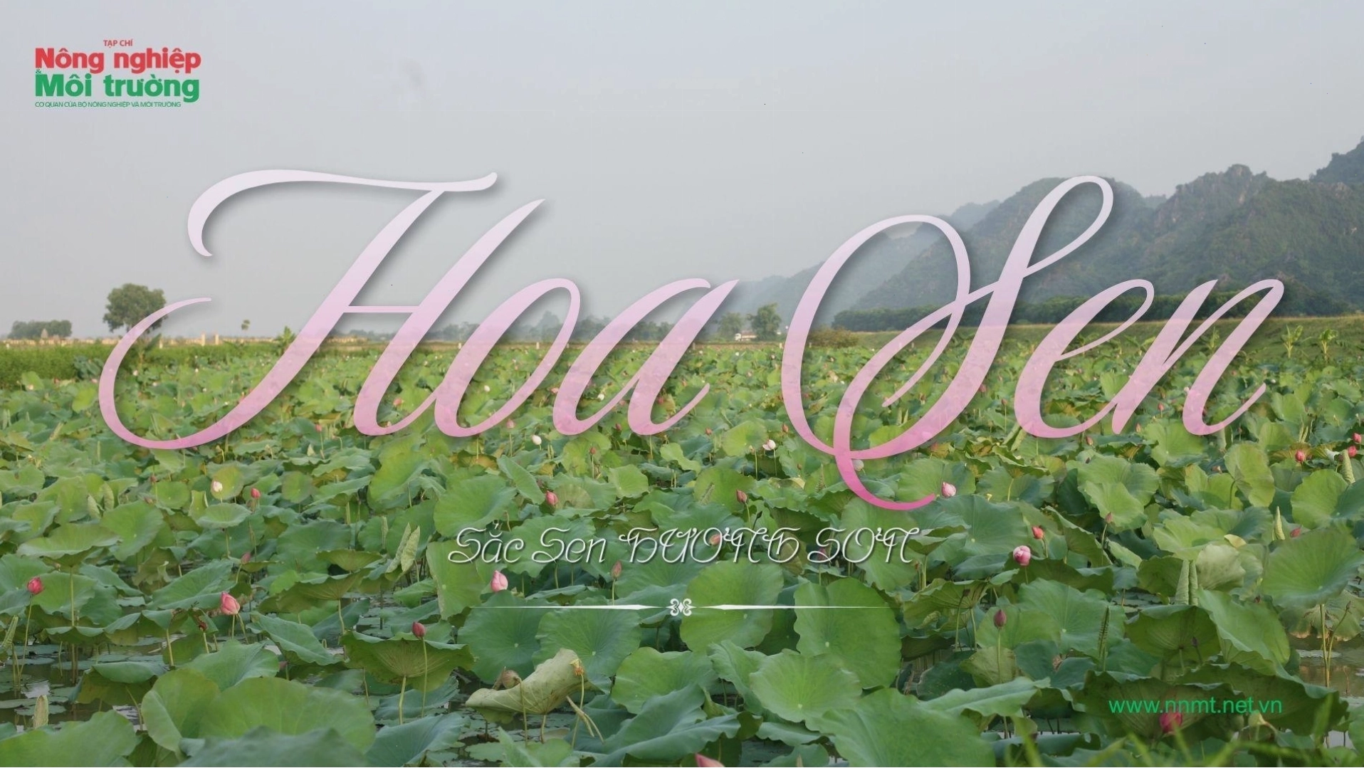 Mùa sen nở rộ tại xã Hương Sơn Hà Nội