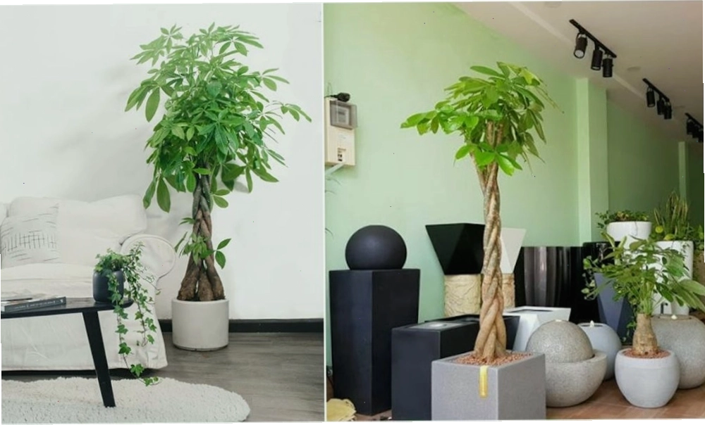 Nhiều loại cây xanh khác nhau cùng mọc lên trong một khu rừng