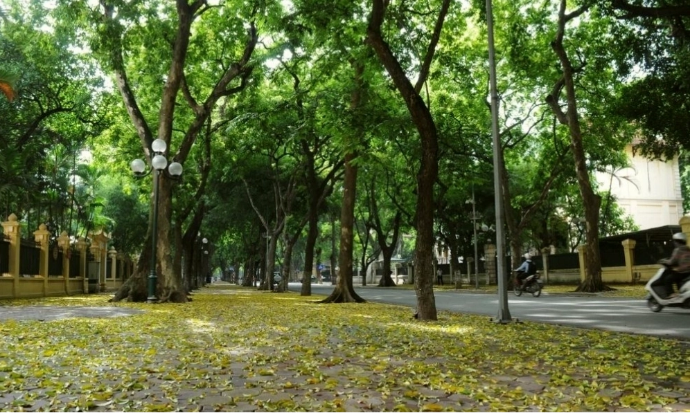 Nhóm tình nguyện viên đang chăm sóc những cây non mới trồng