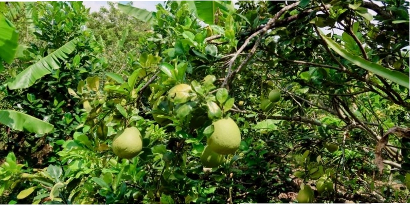 Những món ăn hấp dẫn được chế biến và phục vụ trên thuyền tại chợ nổi Cái Răng