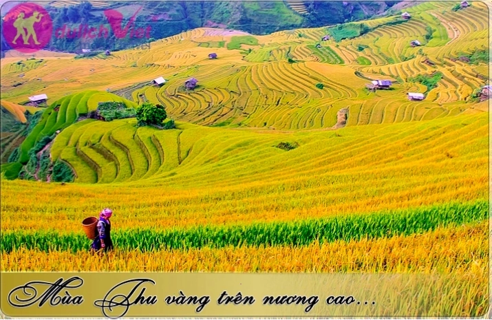 Những nương chè xanh mướt trải dài trên cao nguyên Mộc Châu mùa thu
