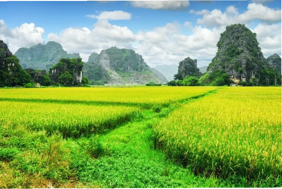 Ninh Bình mùa xuân yên bình với núi đá và đồng lúa xanh mướt