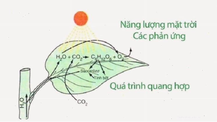 Quá trình quang hợp là một phản ứng oxi hóa khử quan trọng