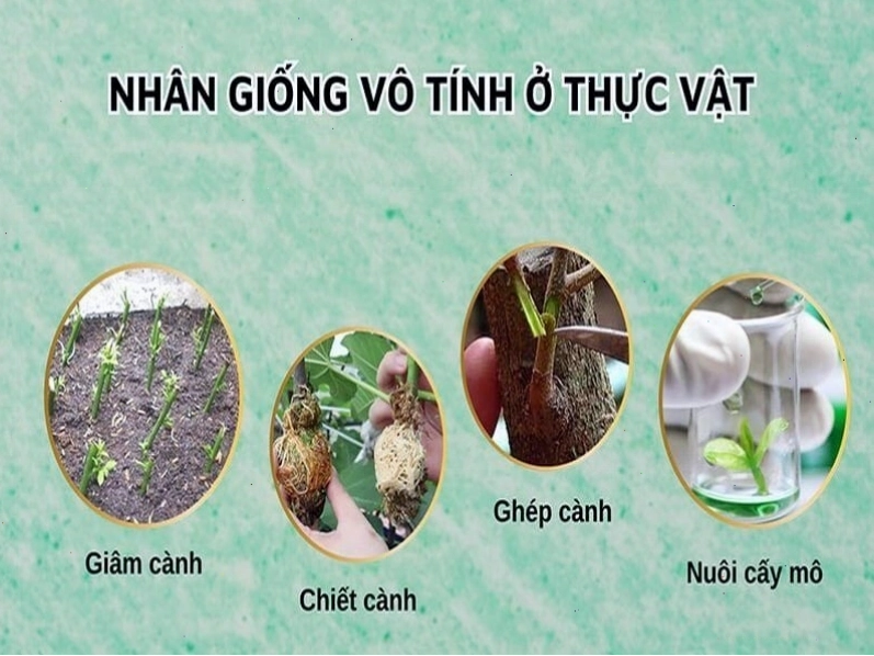 Quy trình nuôi cấy mô tế bào thực vật trong phòng thí nghiệm