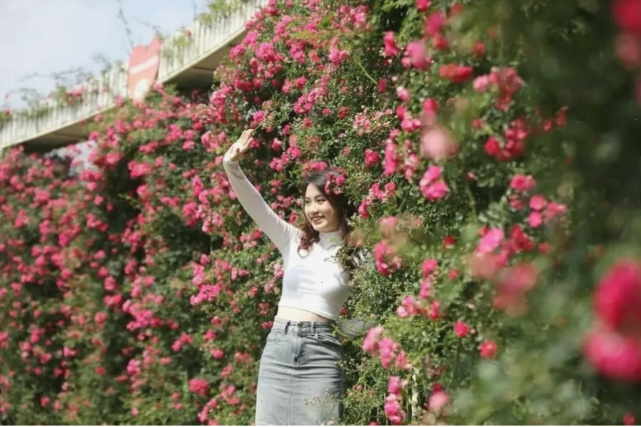 Rừng hoa đỗ quyên Sapa rực rỡ