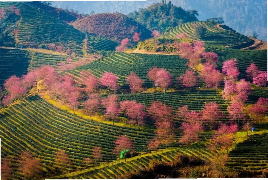 Sapa mùa xuân rực rỡ với hoa đào và hoa mận trắng tinh khôi