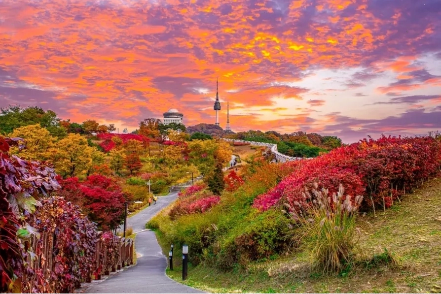 Seoul Hàn Quốc với sắc vàng rực rỡ của lá ngân hạnh