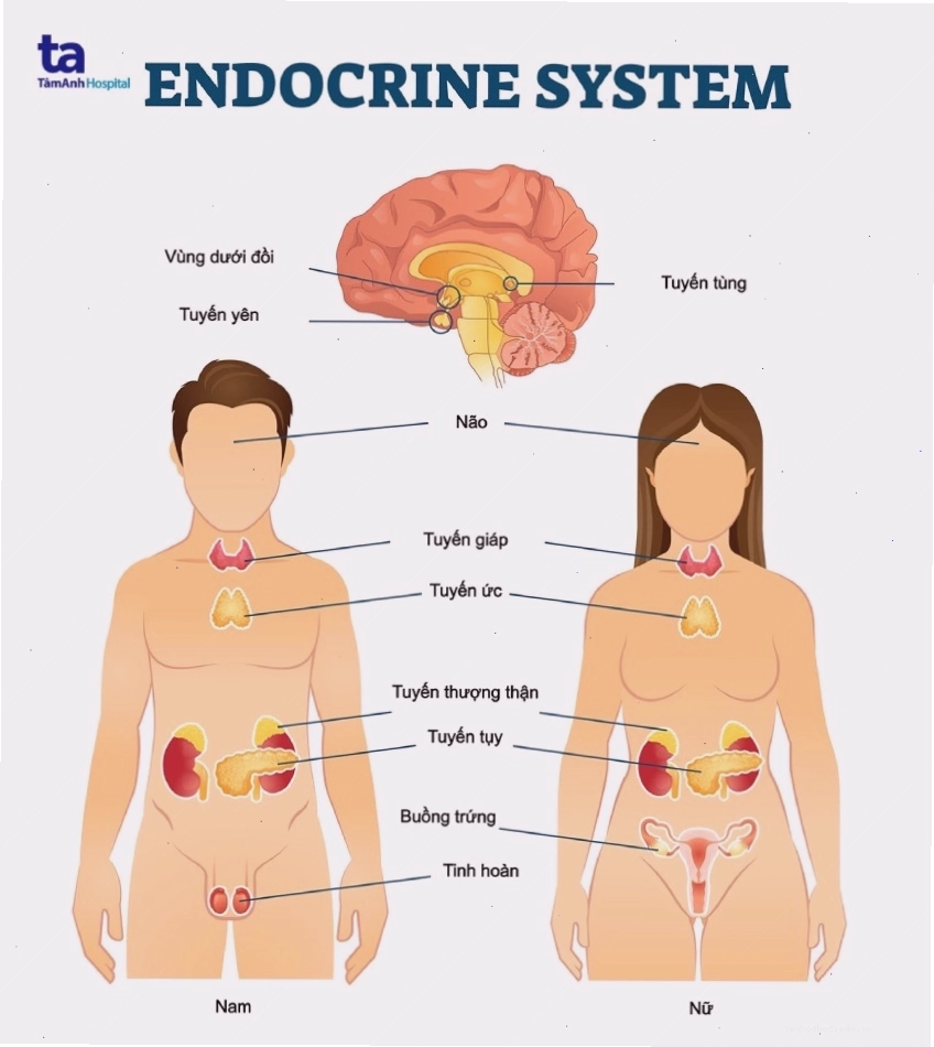 Sơ đồ các tuyến nội tiết chính trong cơ thể người
