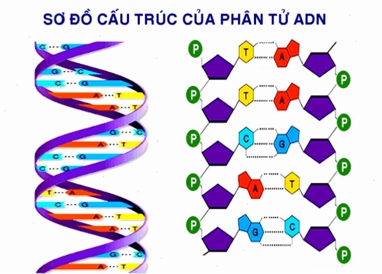 Sơ đồ cấu trúc nguyên tử cho thấy hạt nhân mang điện tích dương