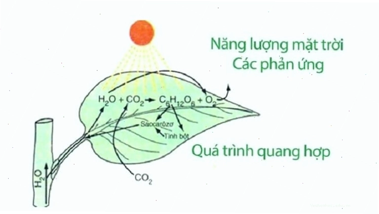 Sơ đồ minh họa quá trình quang hợp ở thực vật