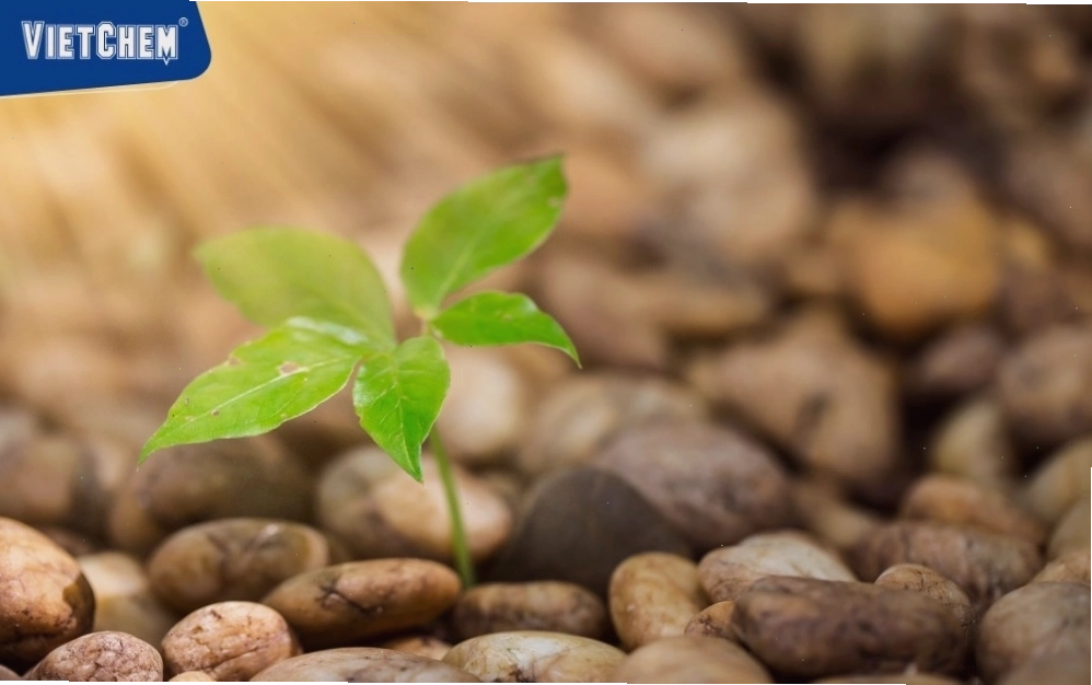 Sơ đồ phản ứng quang hợp