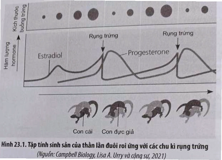 Thằn lằn đuôi roi có hình thức sinh sản vô tính
