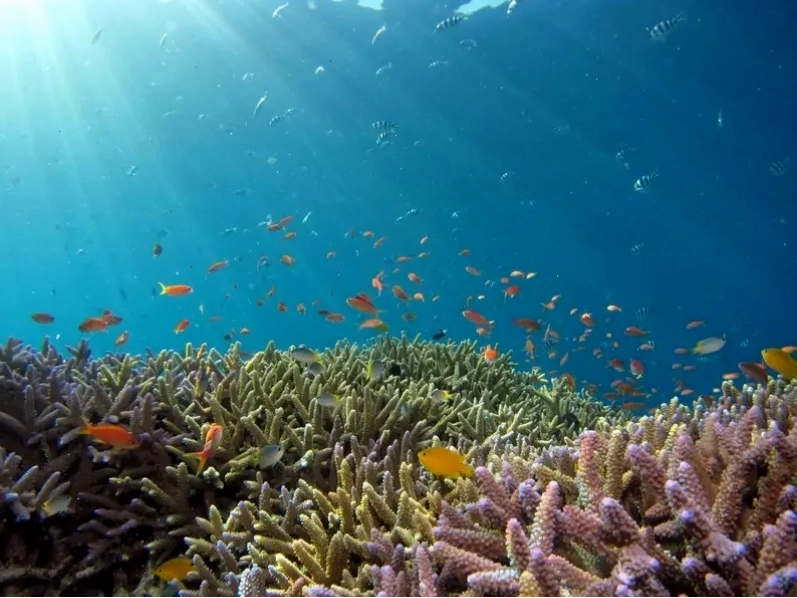Thế giới sinh vật biển đa dạng tại Rạn san hô Great Barrier