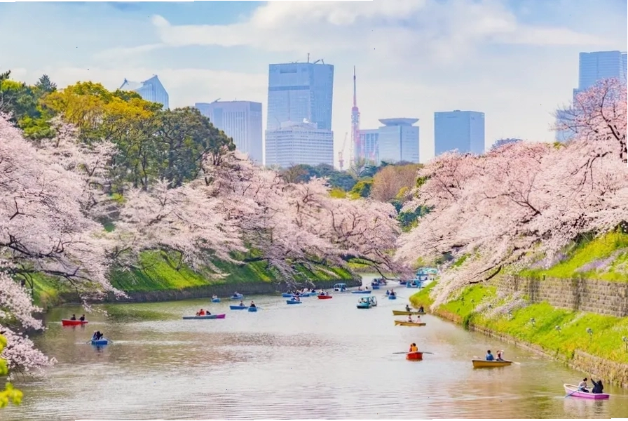 Tokyo rực rỡ sắc hoa anh đào