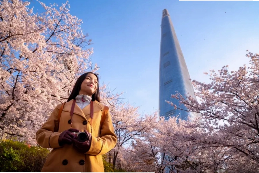 Trải nghiệm ngắm hoa đào tại Seoul, Hàn Quốc