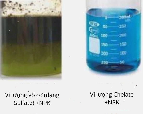 Vi lượng dạng chelate trong phân bón NPK TE giúp cây trồng hấp thụ tốt