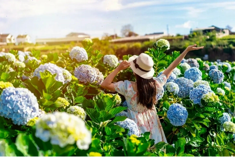 Vườn hoa cẩm tú cầu khoe sắc rực rỡ tại Đà Lạt mùa thu