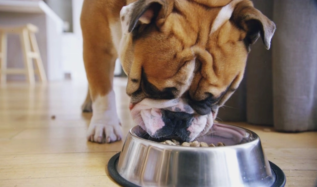 A dog eating veterinarian-approved hypoallergenic food
