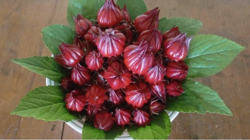 Atiso giàu chất chống oxy hóa