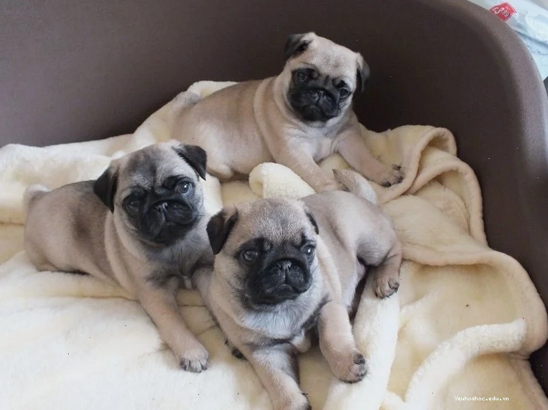 Chăm sóc chó Pug con đúng cách tại môi trường khí hậu Việt Nam