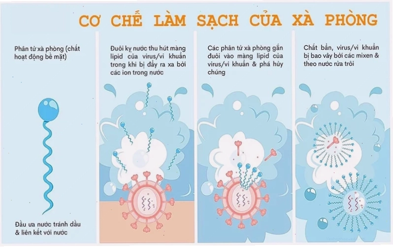 Cơ chế hoạt động của phân tử xà phòng làm sạch dầu mỡ