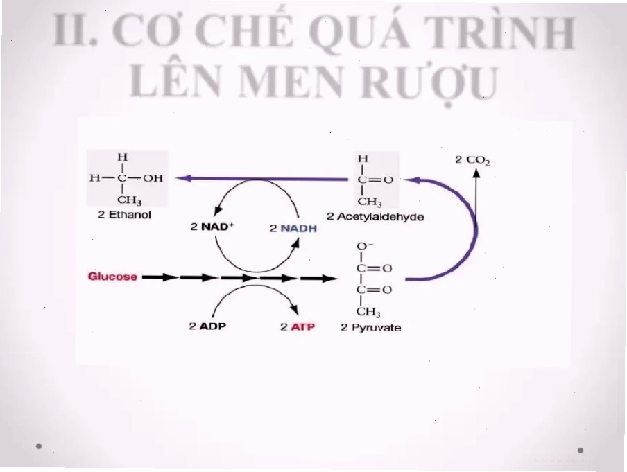 Cơ chế lên men rượu vang từ nho