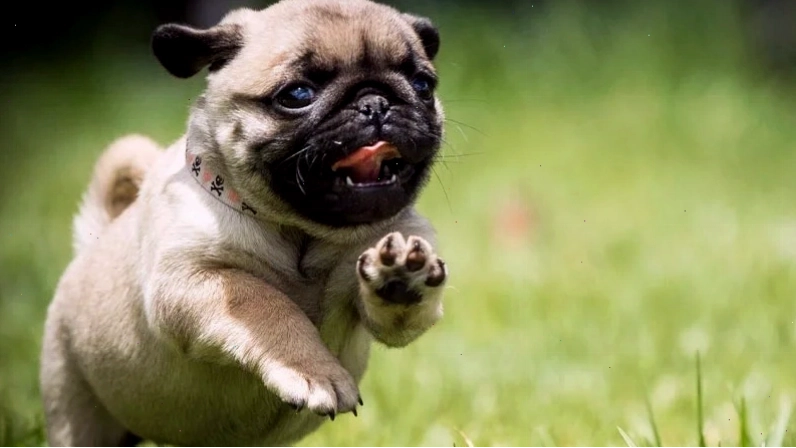 Đặc điểm khuôn mặt nhăn đặc trưng của giống chó Pug thuần chủng