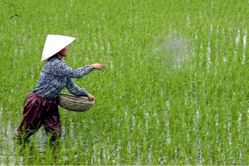 Nông dân đang bón phân cho cây trồng