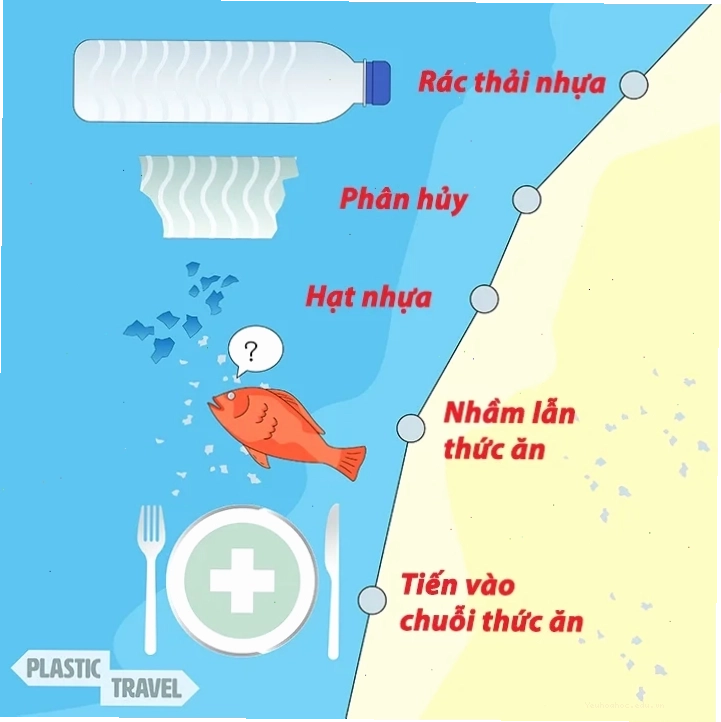Vi nhựa xâm nhập vào cơ thể người qua đường hô hấp và tiêu hóa