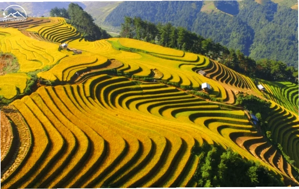 tour du lịch Sapa mùa lúa chín