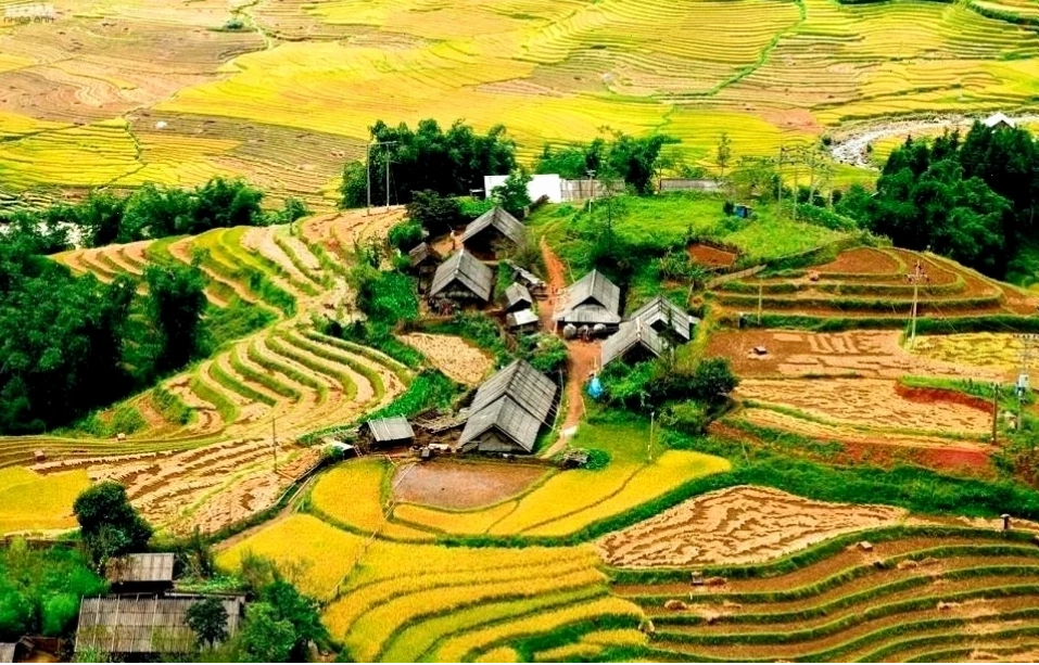 tour du lịch Sapa mùa lúa chín