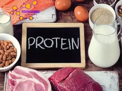 Protein: Định nghĩa, phân loại, cấu trúc và bài tập